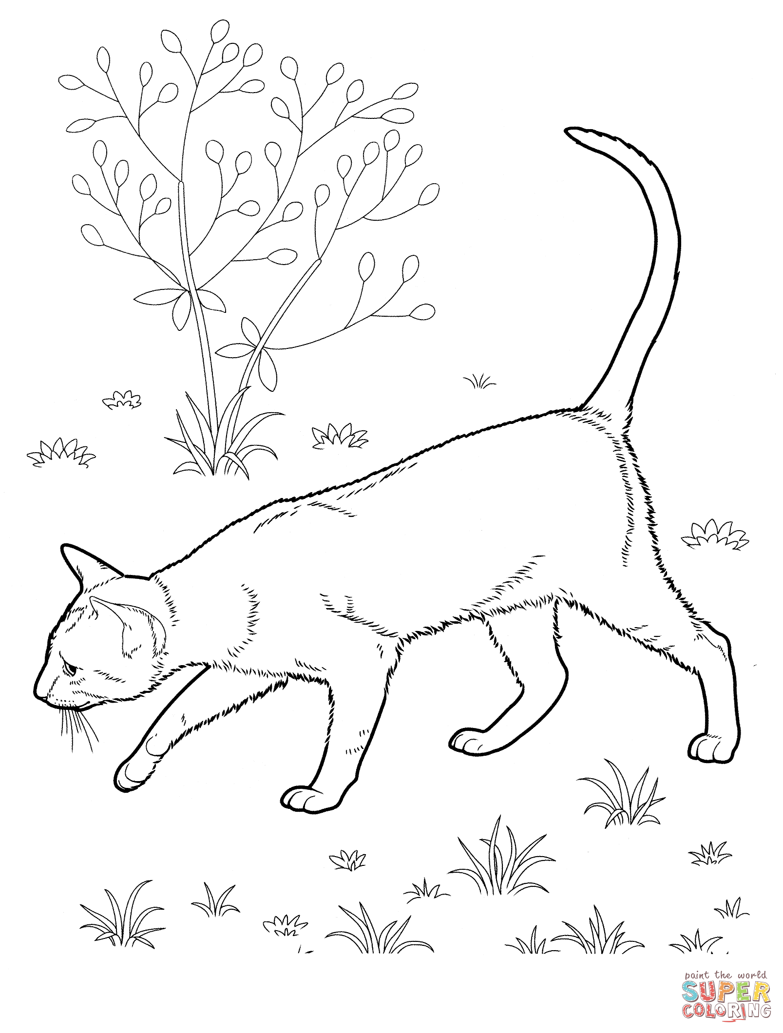 East shorthair cat coloring page free printable coloring pages