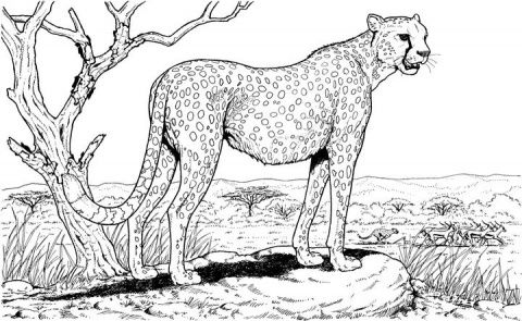 Cheetah coloring pages super coloring animal coloring pages coloring pages nature cheetah pictures