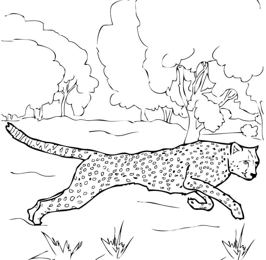 Realistic cheetah coloring page