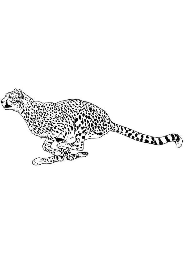 Coloring pages running cheetah coloring page