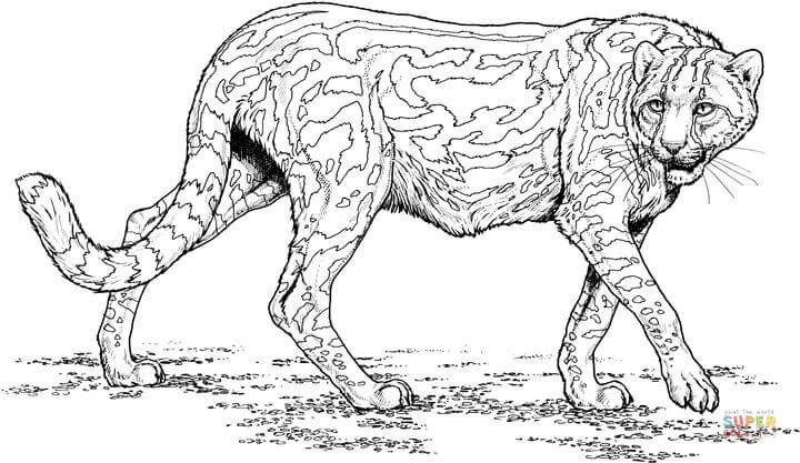 Cheetah coloring page free printable coloring pages