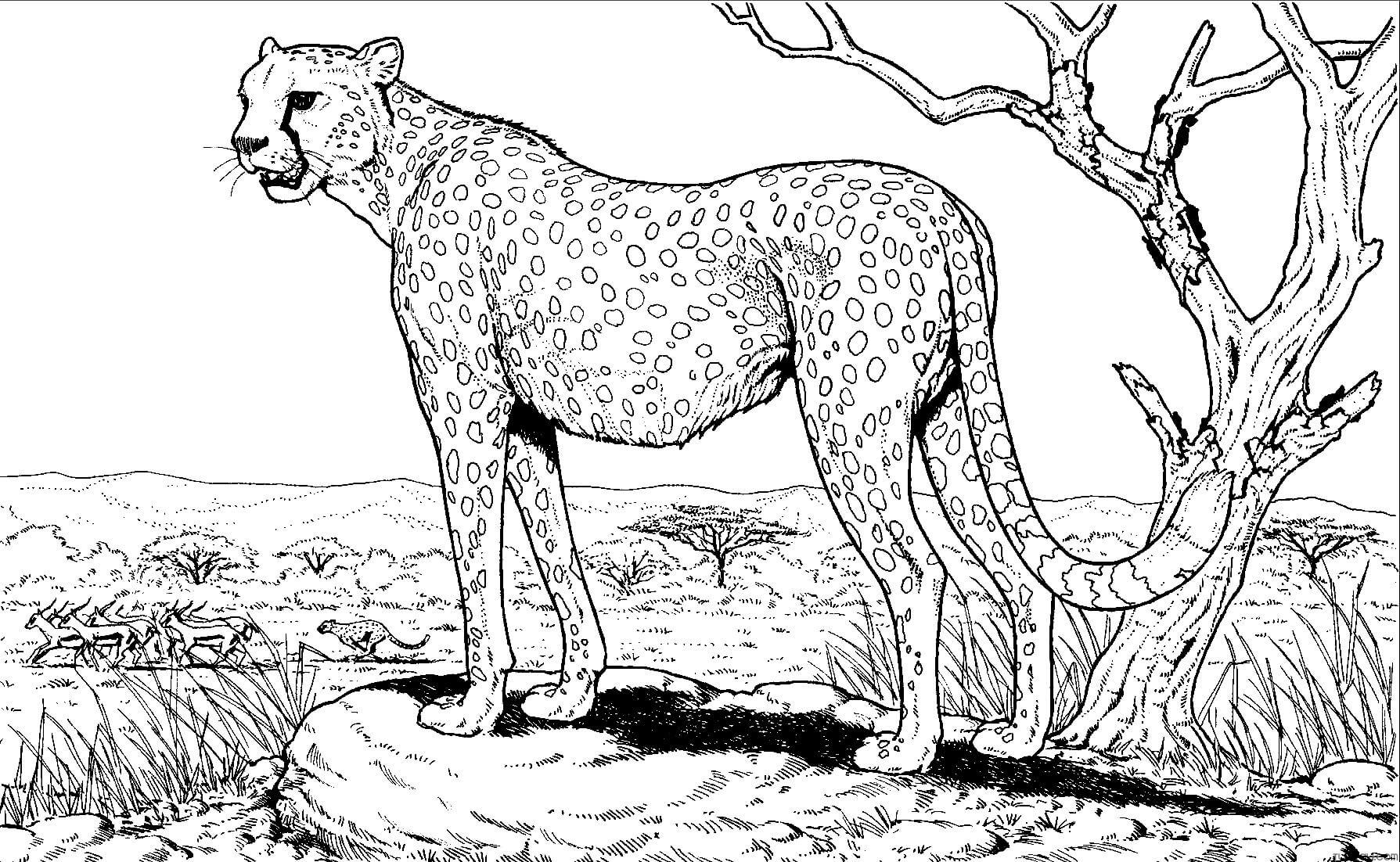 Fast animal cheetah coloring page