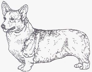 Corgi coloring page corgi art pembroke welsh corgi corgi artwork