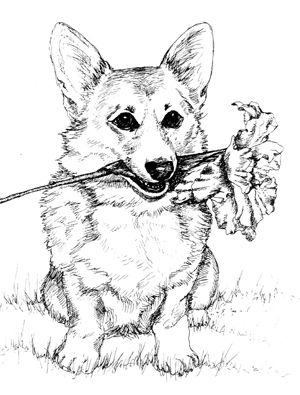 Httpwwwcypressfarmsimagescorgiwithflowerjpg corgi drawing puppy coloring pages corgi art