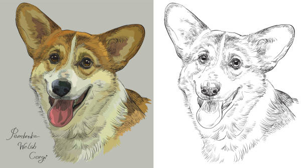 Black and white corgi stock illustrations royalty