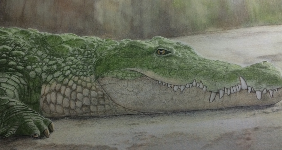 Beautiful creatures grayscale adult coloring book crocodile coloring examples