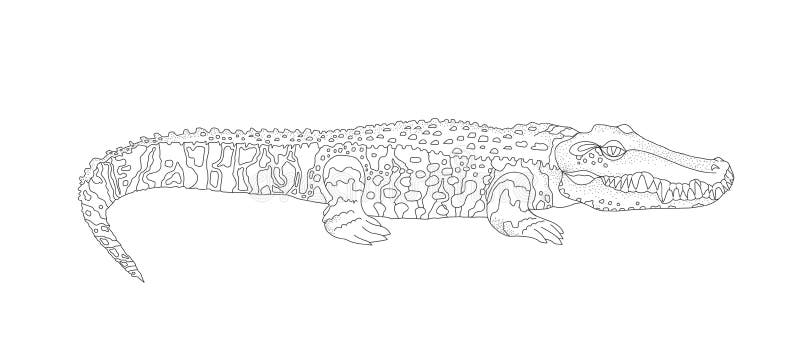 Vector coloring for children and adults with a crocodile a water animal with a huge layer and sharp zooms stock illustration