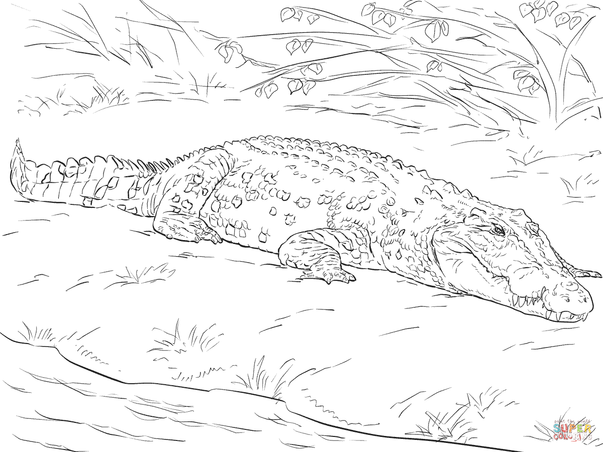 Photo realistic colorg image colorg pages to view prtable version or color it onleâ animal templates australian animals australian saltwater crocodile
