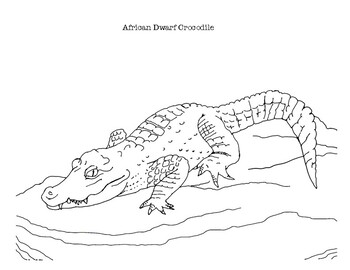 African dwarf crocodile coloring page by mama draw it tpt