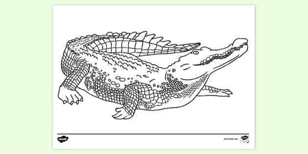 Crocodile colouring pages teacher made