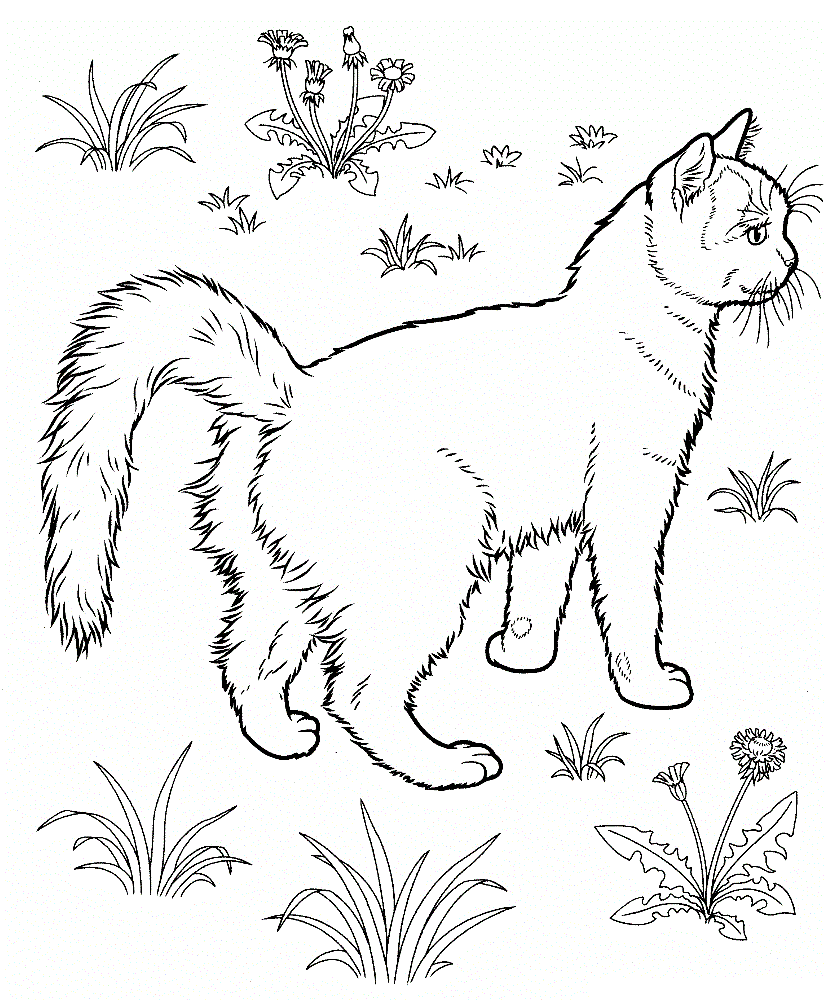 Zentangle animals family coloring pages cat coloring page coloring book pages