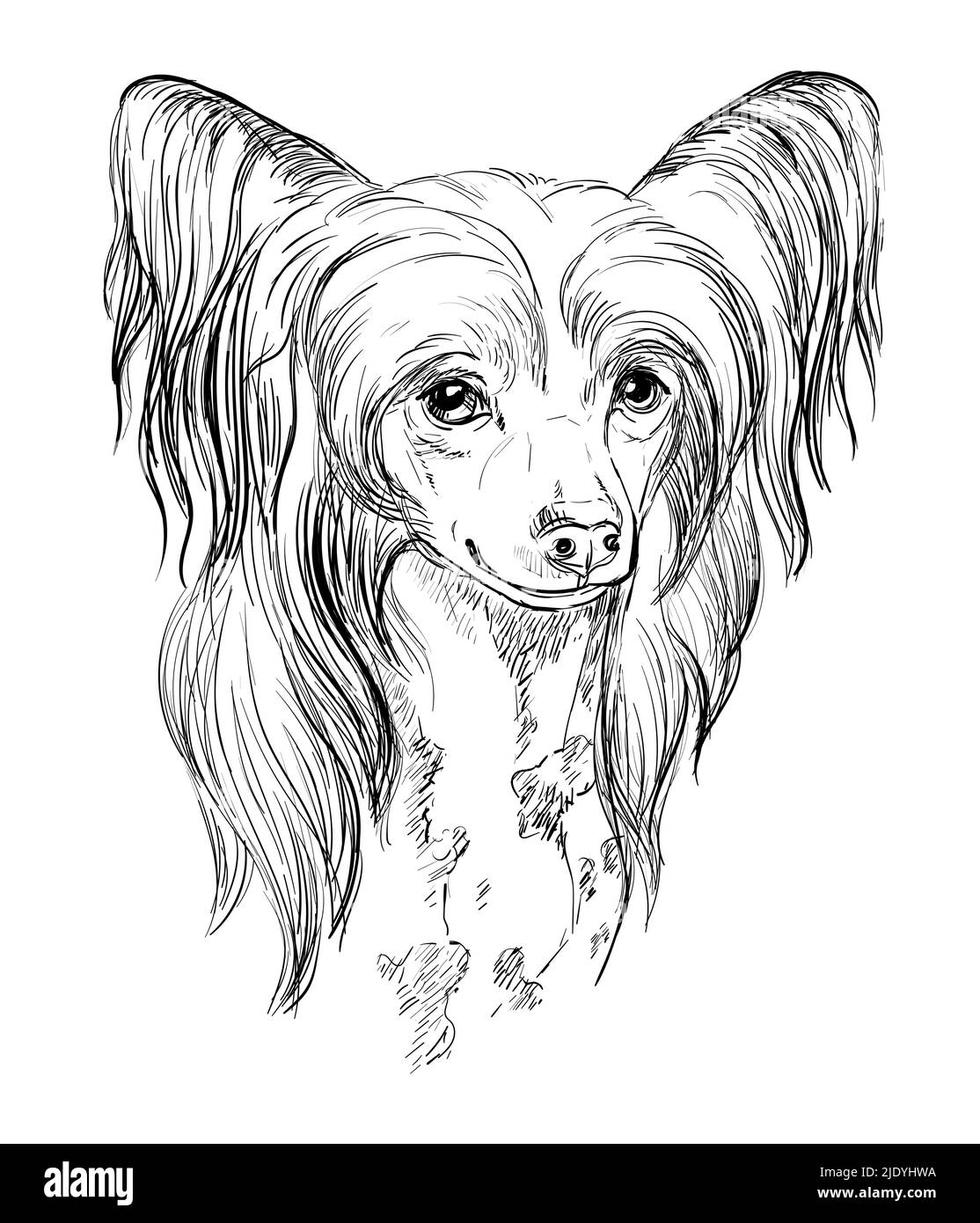 Drawing of puppy black and white stock photos images