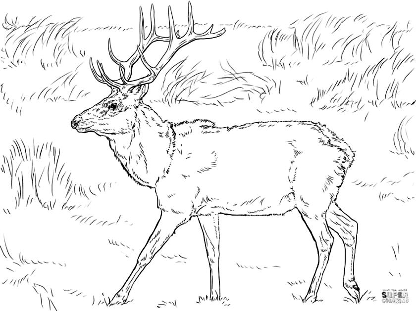 Get this deer coloring pages realistic deer printable