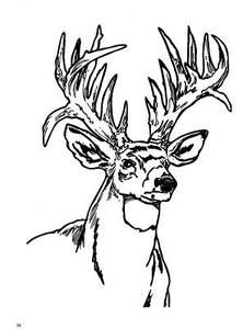 Deer coloring page deer coloring pages animal coloring pages hunting painting