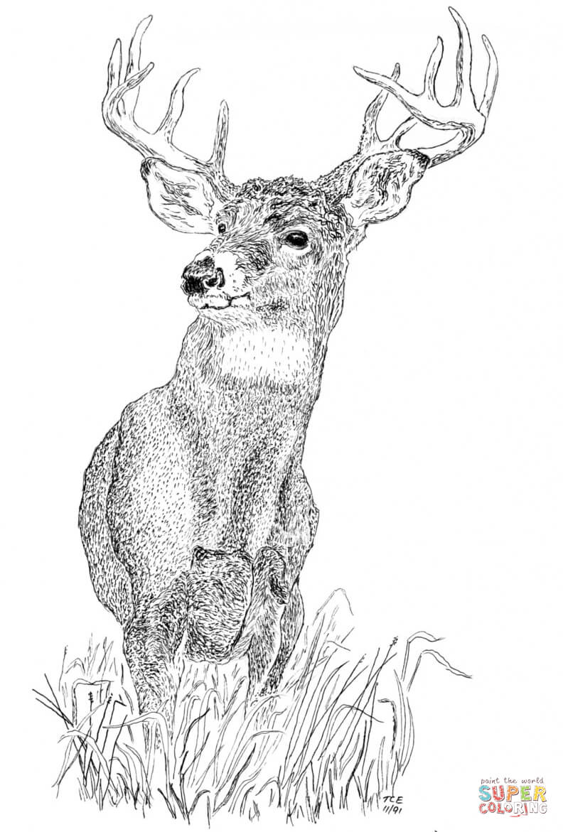 Buck coloring page free printable coloring pages