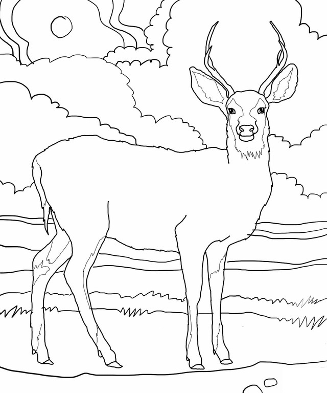 Free printable deer coloring pages for kids