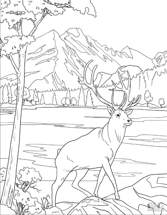 Get this deer coloring pages realistic deer drawing for older kids