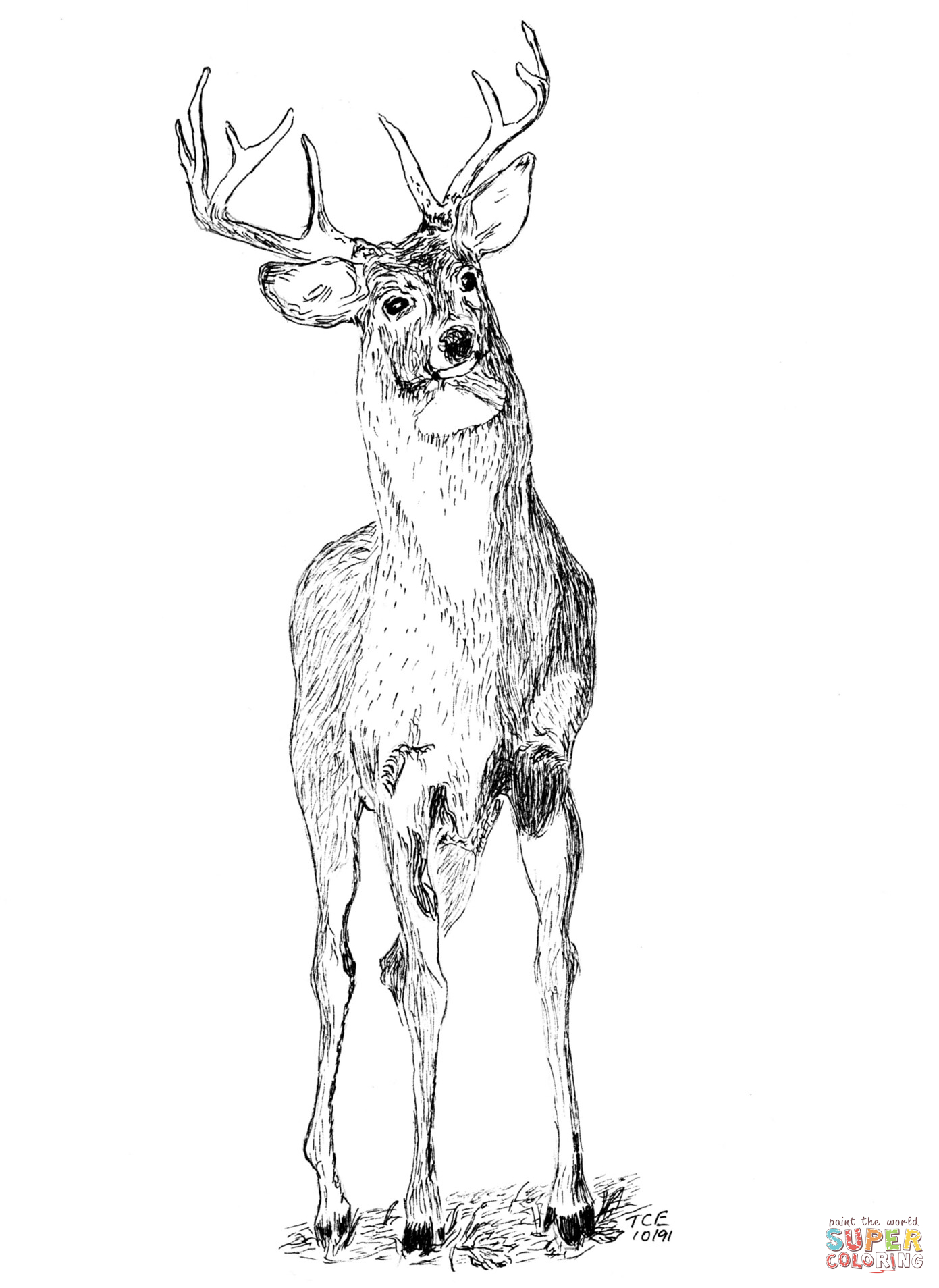 Buck deer coloring page free printable coloring pages