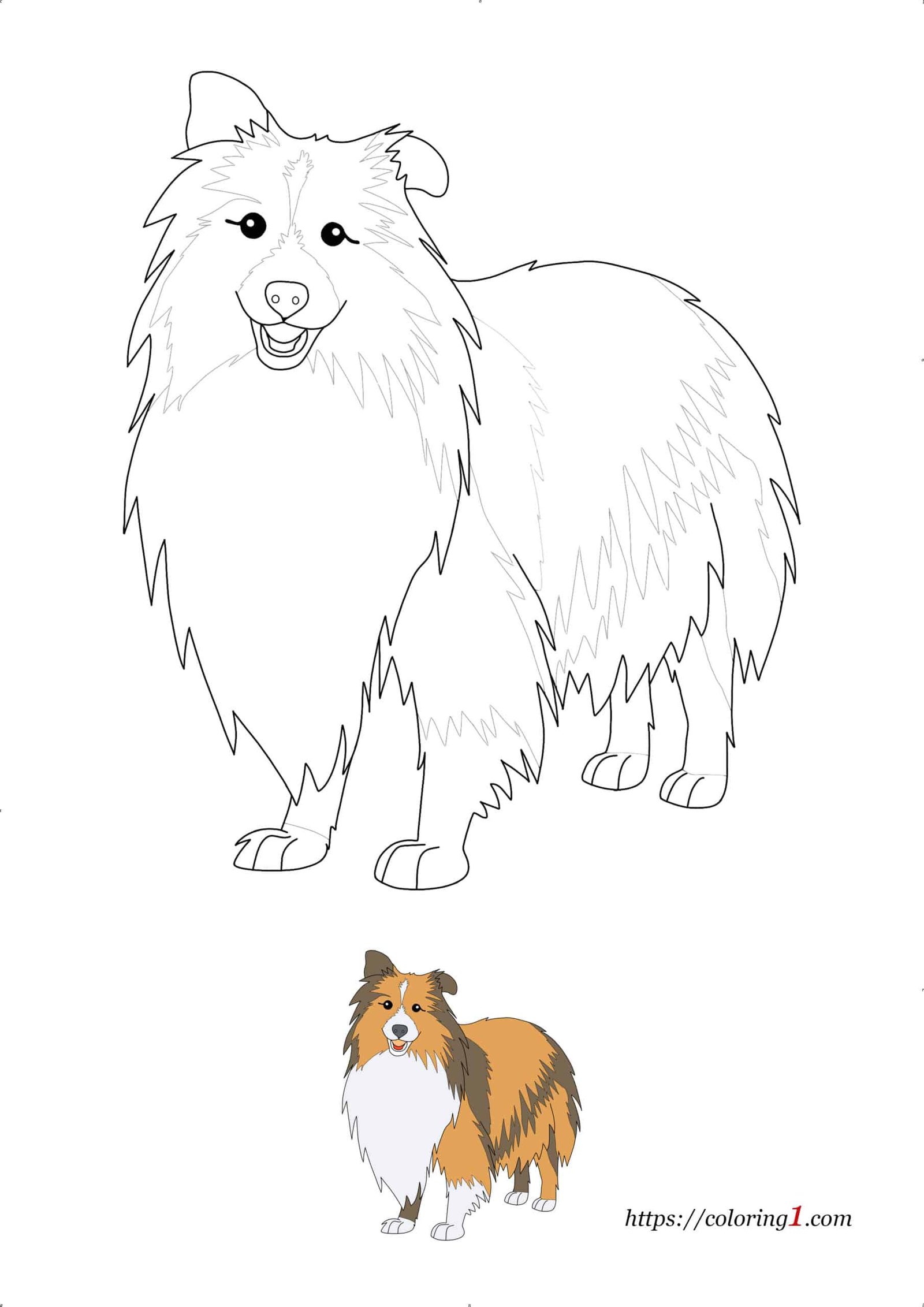 Realistic dog shetland sheepdog coloring pages