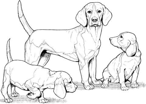 Dog coloring pictures our beagle world forums