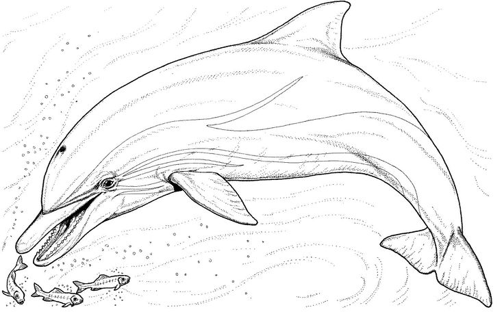 Beautiful baiji white dolphin coloring pages