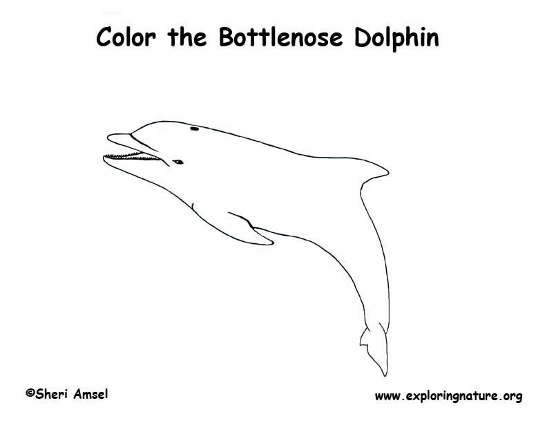 Dolphin bottlenose coloring page