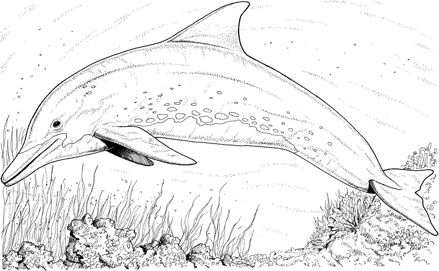 Dolphin coloring pages dolphin coloring pages adult coloring pages animal coloring pages