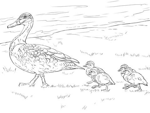 Duck and ducklings walking coloring page from ducks category select from printable crafts of cartâ bird drawings duck and ducklings animal coloring pages