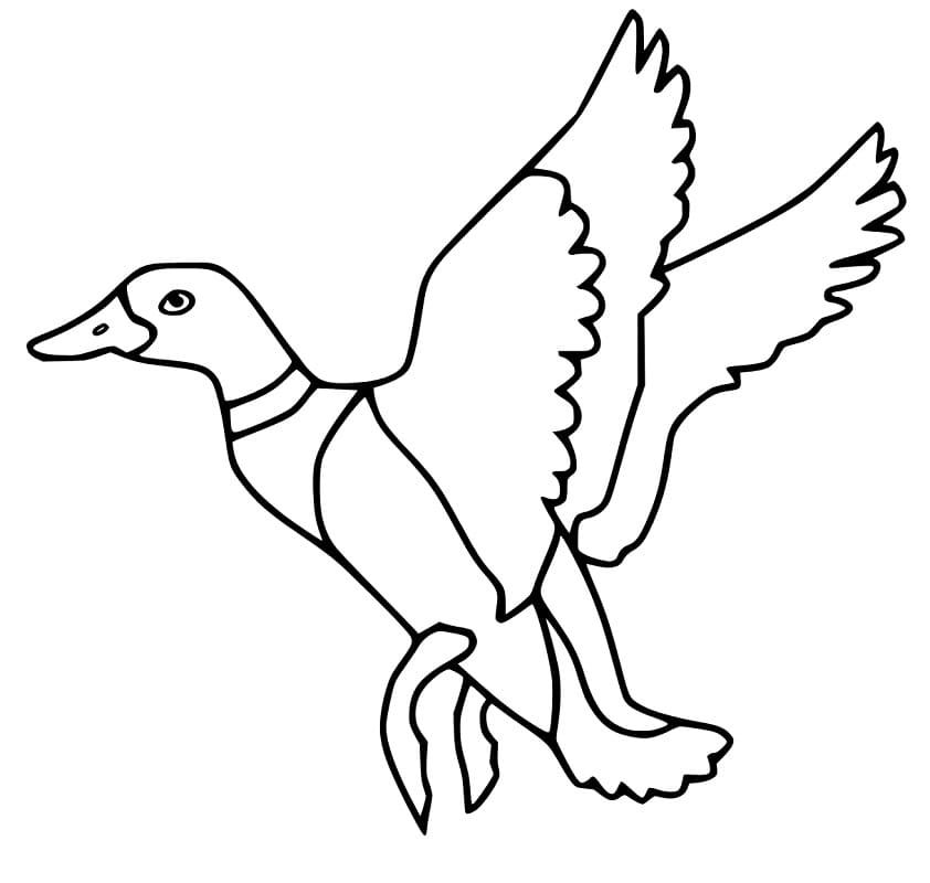 Flying mallard duck coloring page
