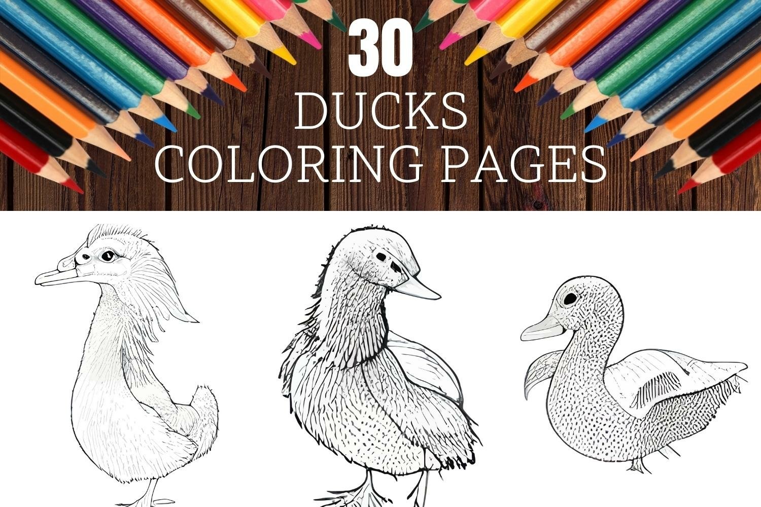 Realistic ducks coloring pages