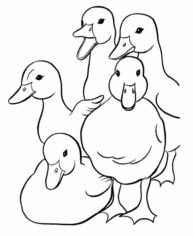 Duck coloring pages
