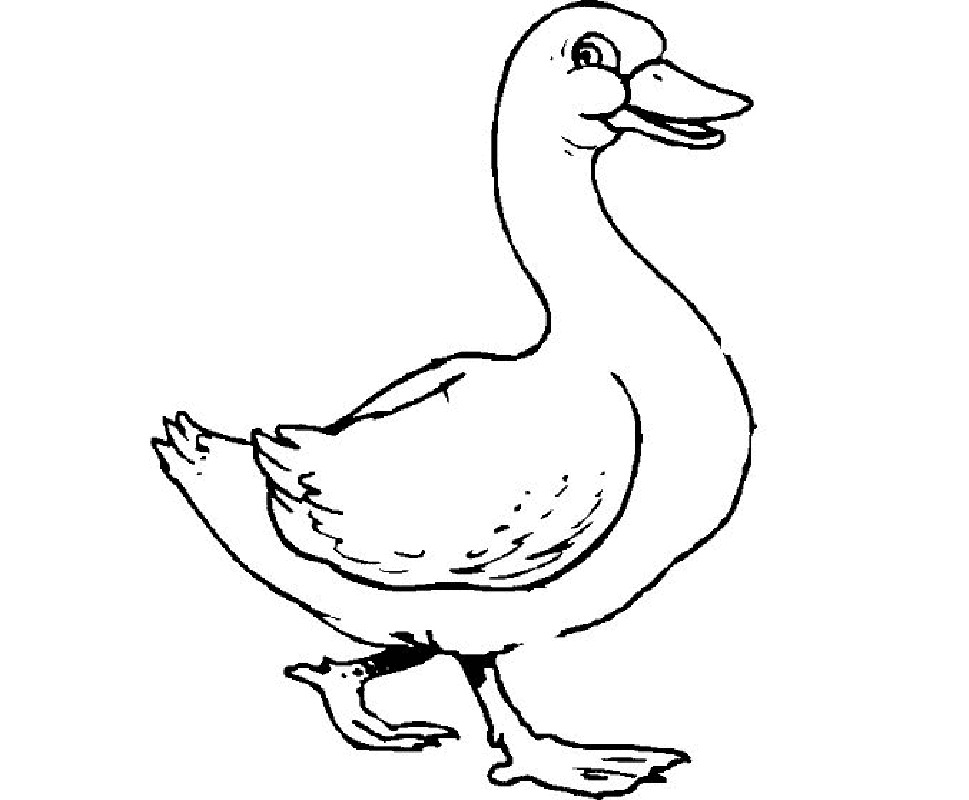 Duck coloring pages