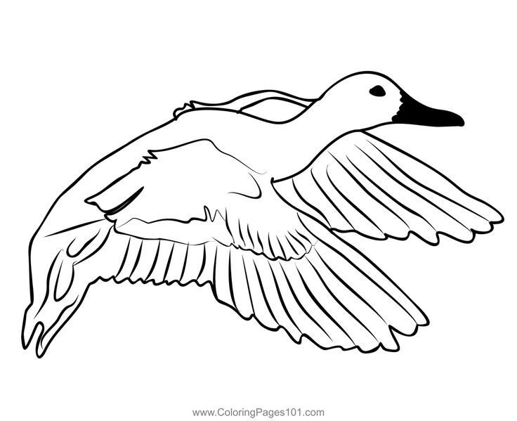 Garganey coloring page coloring pages color printable coloring pages
