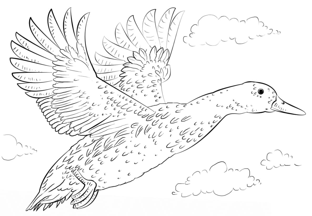 Flying mallard duck coloring page