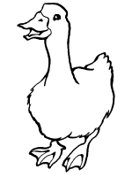 Ducks coloring pages and printable activities