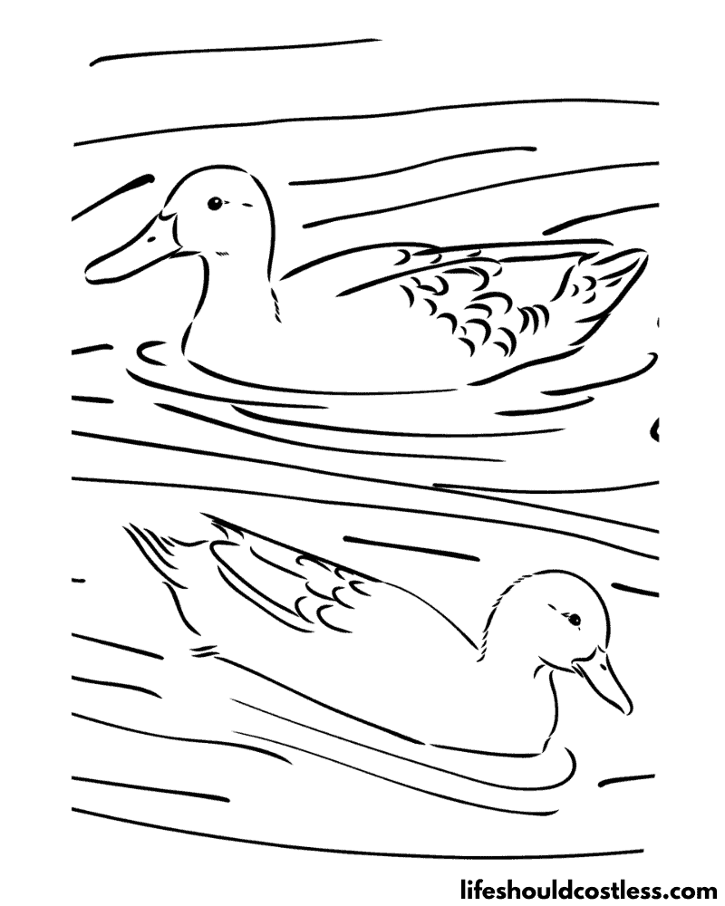 Duck coloring pages free printable pdf templates
