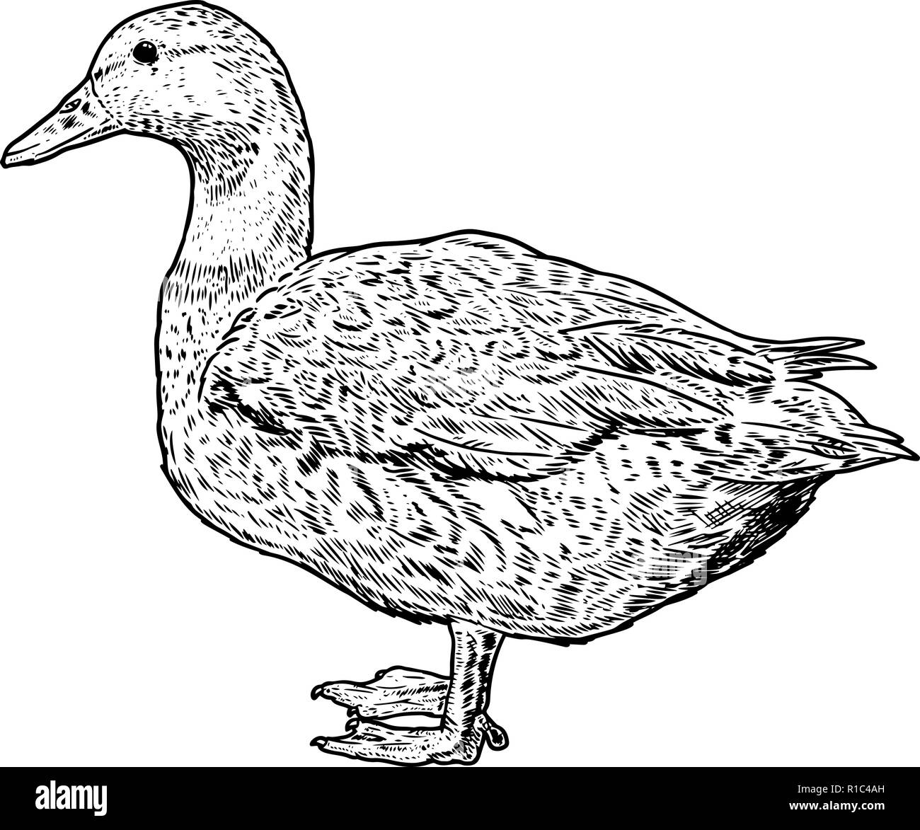 Duck illustration stock vector images