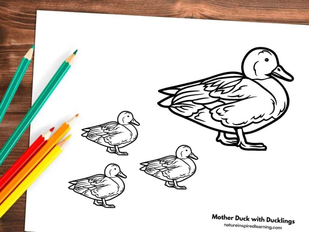 Realistic duck coloring pages