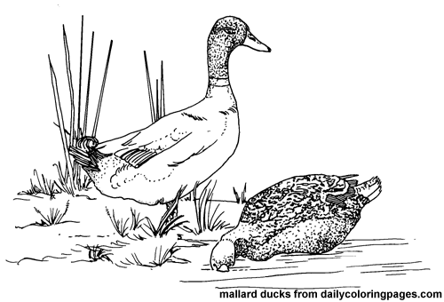 Coloring page duck animals â printable coloring pages
