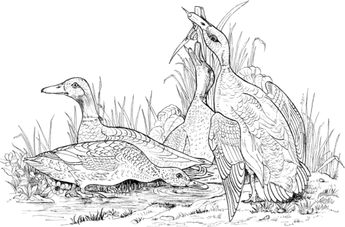 Free duck coloring pages printable