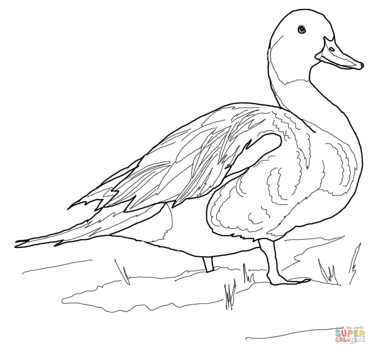 Northern pintail duck coloring page free printable coloring pages