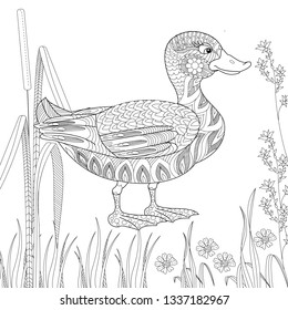 Duck sing royalty