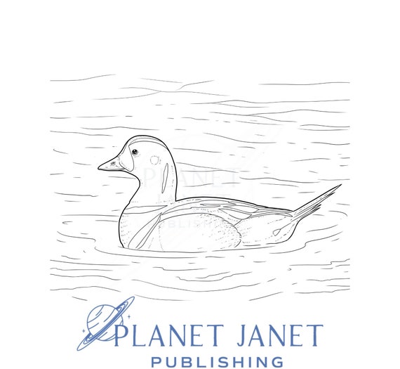 Wood duck in a pond line drawing semi