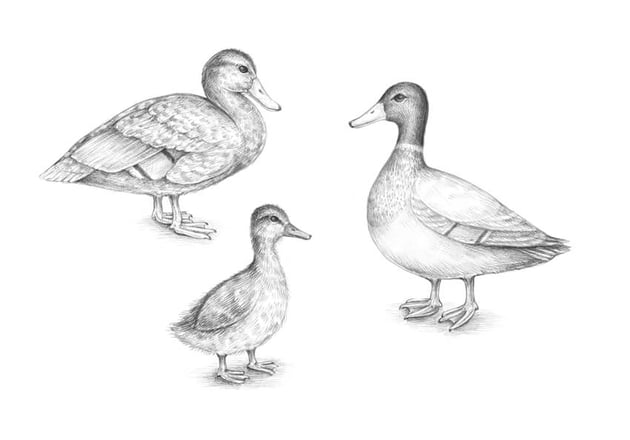 How to draw a duck envato tuts
