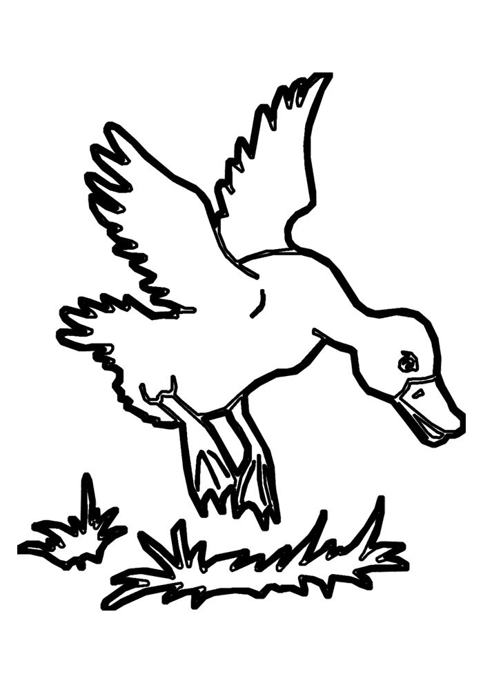 Duck coloring pages free personalizable coloring pages