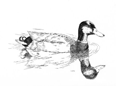 Mallard coloring pages free coloring pages
