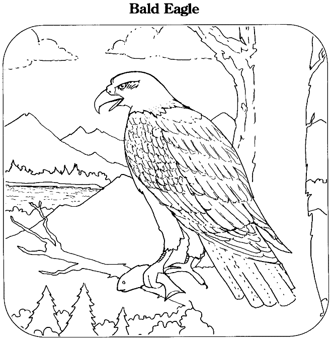Bald eagle coloring page