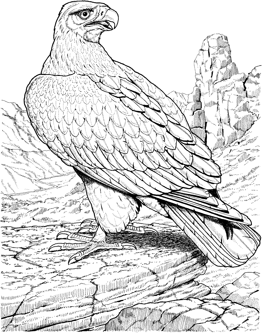 Free eagle coloring pages