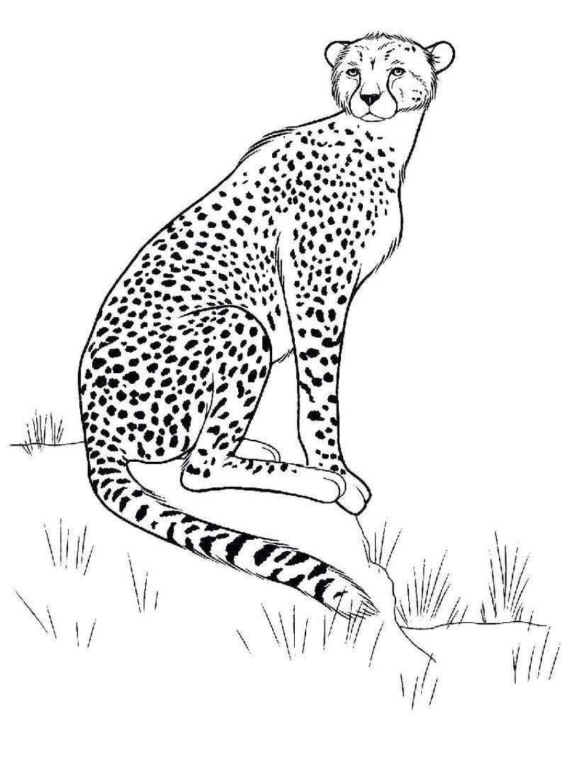 Printable cheetah coloring pages pdf