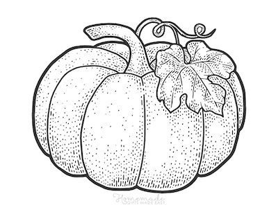 Free thanksgiving coloring pages for kids adults pumpkin coloring pages thanksgiving coloring pages pumpkin sketch